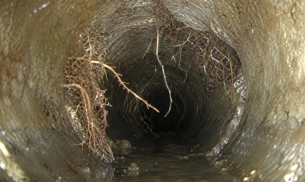 Tree roots grown into and blocking the inside of a residential sewer pipe